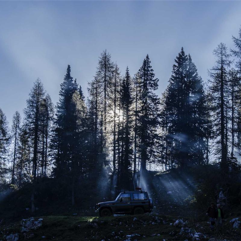 Цинния 'Benary's Giant Coral'