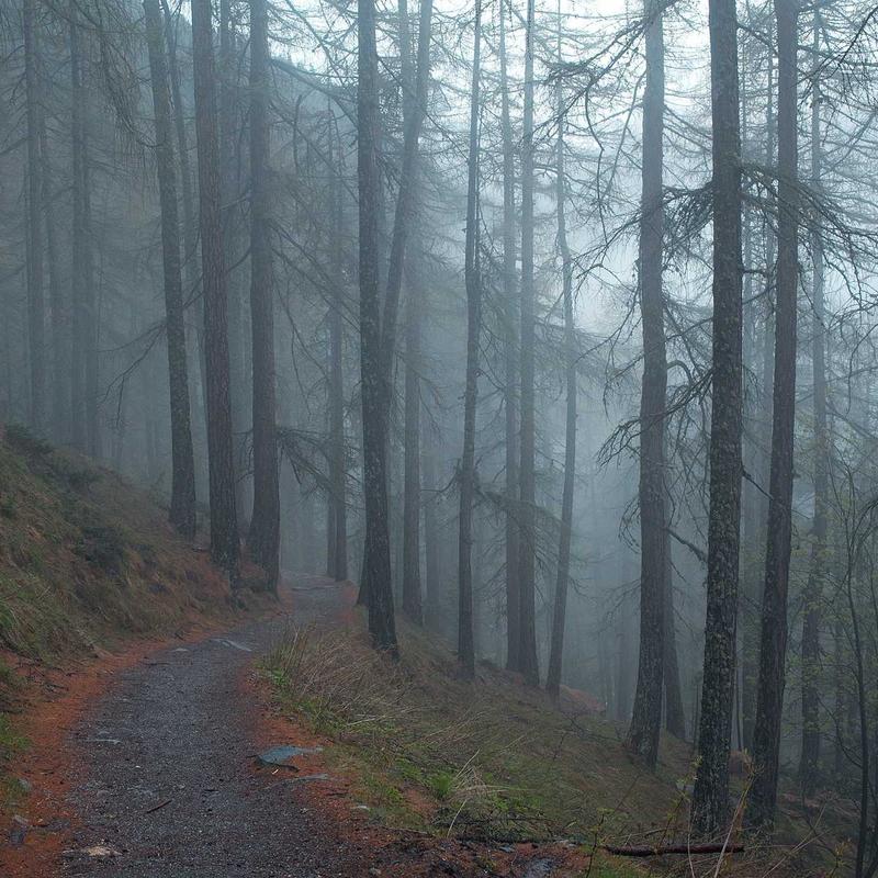 Ранункулюс 'Ranunculus Asiaticus'
